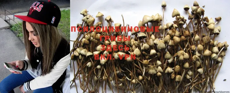 где купить   Болгар  Псилоцибиновые грибы MAGIC MUSHROOMS 